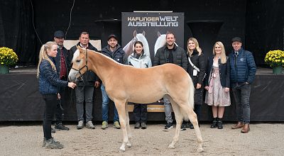 Presseinformation - Tiroler Haflinger Stutfohlen Auktion 2024