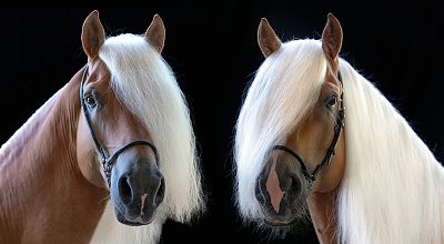 Haflinger Weltausstellung