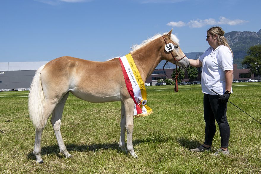 Haflinger Stute Marih