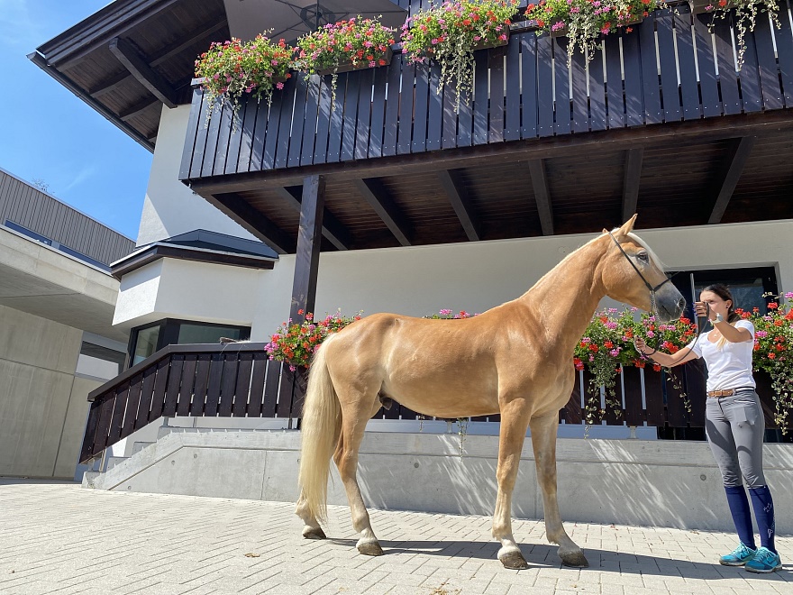 Wimbley Tiroler Haflinger Wallach