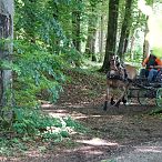 Landesmeisterschaften_Gespannfahren_Fohlenhof_Ebbs_Fotograf_Anita_Baumgartner