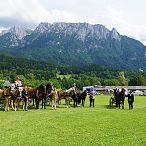 Landesmeisterschaften_Gespannfahren_Fohlenhof_Ebbs_Fotograf_Anita_Baumgartner