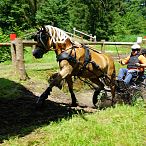 Landesmeisterschaften_Gespannfahren_Fohlenhof_Ebbs_Fotograf_Anita_Baumgartner