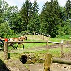 Landesmeisterschaften_Gespannfahren_Fohlenhof_Ebbs_Fotograf_Anita_Baumgartner