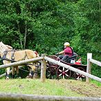 Landesmeisterschaften_Gespannfahren_Fohlenhof_Ebbs_Fotograf_Anita_Baumgartner