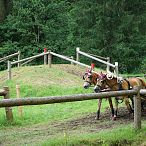 Landesmeisterschaften_Gespannfahren_Fohlenhof_Ebbs_Fotograf_Anita_Baumgartner