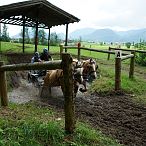 Landesmeisterschaften_Gespannfahren_Fohlenhof_Ebbs_Fotograf_Anita_Baumgartner