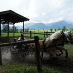 Landesmeisterschaften_Gespannfahren_Fohlenhof_Ebbs_Fotograf_Anita_Baumgartner