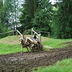 Landesmeisterschaften_Gespannfahren_Fohlenhof_Ebbs_Fotograf_Anita_Baumgartner