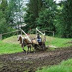 Landesmeisterschaften_Gespannfahren_Fohlenhof_Ebbs_Fotograf_Anita_Baumgartner