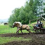 Landesmeisterschaften_Gespannfahren_Fohlenhof_Ebbs_Fotograf_Anita_Baumgartner