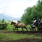 Landesmeisterschaften_Gespannfahren_Fohlenhof_Ebbs_Fotograf_Anita_Baumgartner