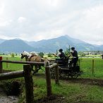 Landesmeisterschaften_Gespannfahren_Fohlenhof_Ebbs_Fotograf_Anita_Baumgartner