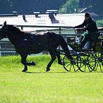 Landesmeisterschaften_Gespannfahren_Fohlenhof_Ebbs_Fotograf_Anita_Baumgartner