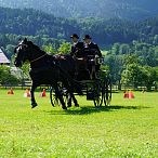 Landesmeisterschaften_Gespannfahren_Fohlenhof_Ebbs_Fotograf_Anita_Baumgartner