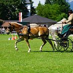 Landesmeisterschaften_Gespannfahren_Fohlenhof_Ebbs_Fotograf_Anita_Baumgartner