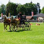 Landesmeisterschaften_Gespannfahren_Fohlenhof_Ebbs_Fotograf_Anita_Baumgartner