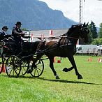 Landesmeisterschaften_Gespannfahren_Fohlenhof_Ebbs_Fotograf_Anita_Baumgartner