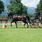 Landesmeisterschaften_Gespannfahren_Fohlenhof_Ebbs_Fotograf_Anita_Baumgartner