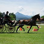 Landesmeisterschaften_Gespannfahren_Fohlenhof_Ebbs_Fotograf_Anita_Baumgartner