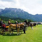 Landesmeisterschaften_Gespannfahren_Fohlenhof_Ebbs_Fotograf_Anita_Baumgartner